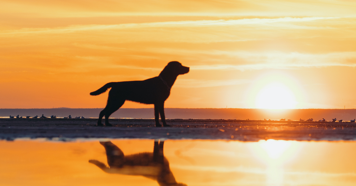 Afbeelding van een hond op het strand bij zonsondergang